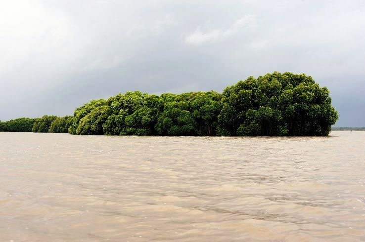 Pichavaram Mangrove Forest